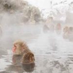 駐日各国大使館員「スノーモンキーツアー」
